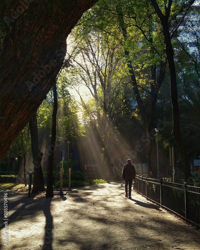 Fototapeta Naklejka Na Ścianę i Meble -  Lonely man walking with the sunlight illuminating the scene at Parque Mexico park during the morning