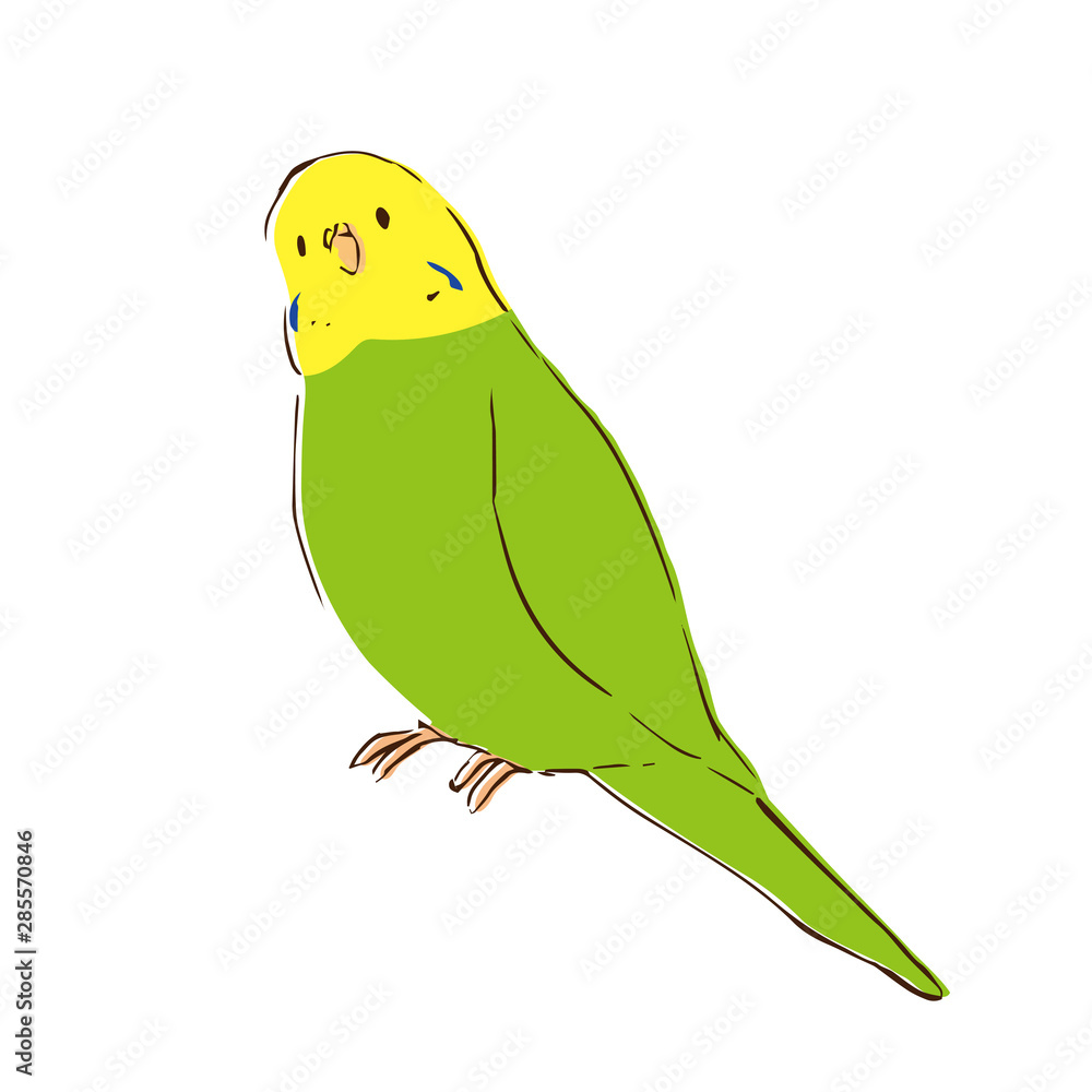 首をかしげるセキセイインコ グリーン Stock ベクター Adobe Stock