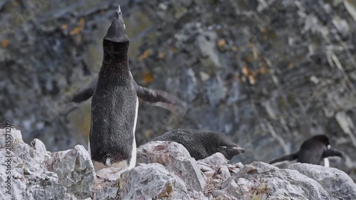 Antartica Adelie penguin calling from rocks.