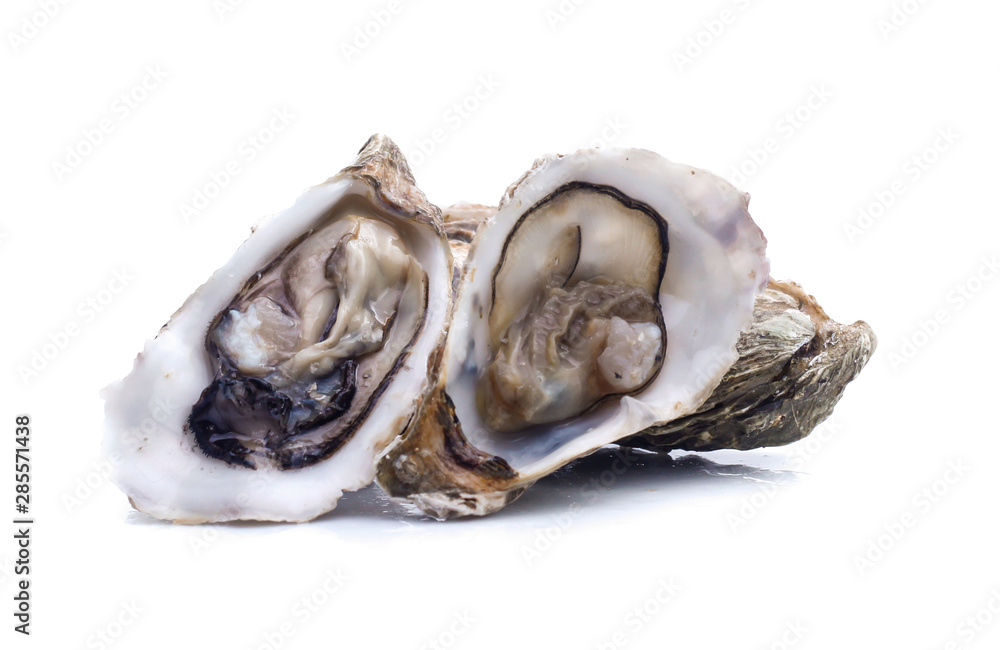 Fresh oyster on white background Fresh oyster on white background