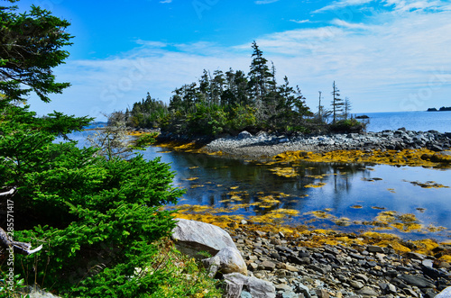 Forested Offshore Island with Yellow Seaweed along Beach at Taylor's Head Nova Scotia Canada