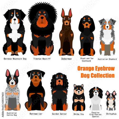 collection of  orange eyebrow dog