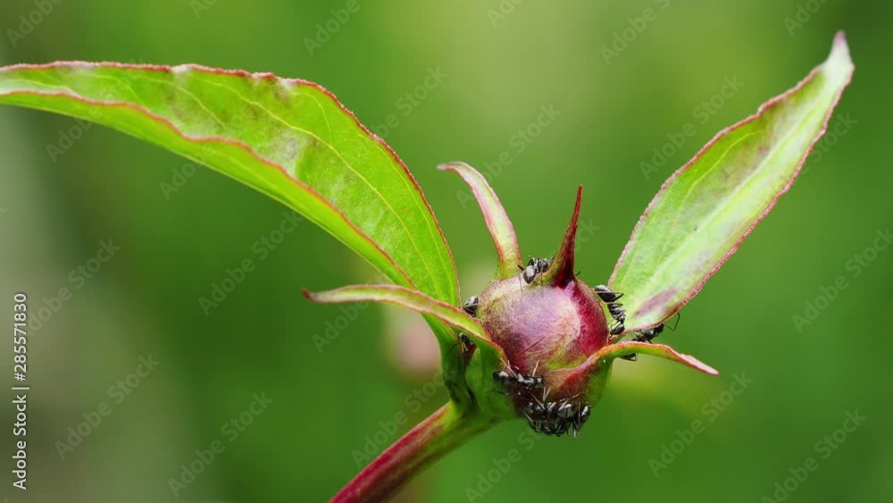 Ants protecting the peony buds from floral feeding insects. Ants protecting the peony buds from floral feeding insects.