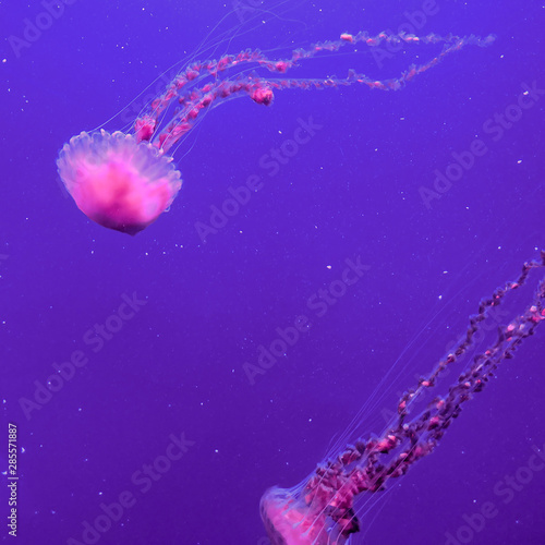 Jellyfish. Minimal underwater world concept art
