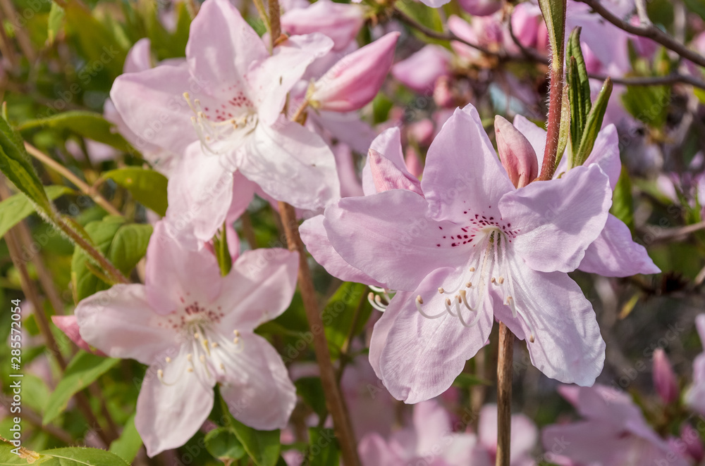 Obraz premium Floral background. Schlippenbach Rhododendron. Pink flowers.