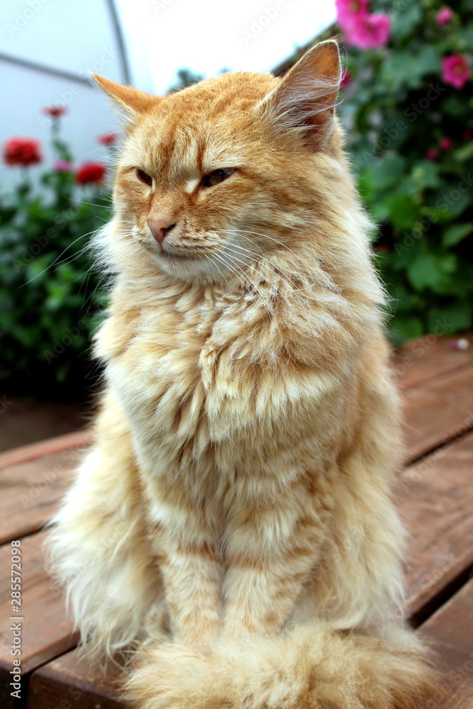 A red cat sits and looks calmly looking to the side, turning his head sits