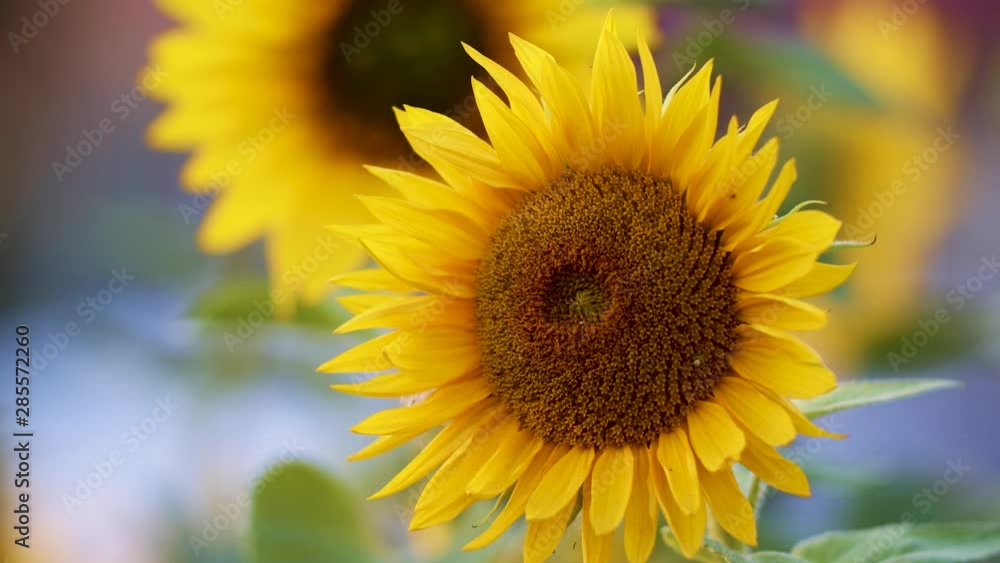 Sunflower blossoms in close-up evening golden hour light Sunflower blossoms in close-up evening golden hour light