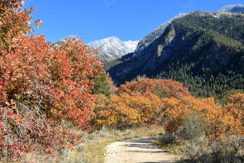 Maple and Oak trees in autumn splendor in the snowcapped Wasatch mountains of Utah