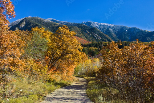 Maple and Oak trees in peak fall foliage line a hiking trail in the Wasatch Mountains of Utah