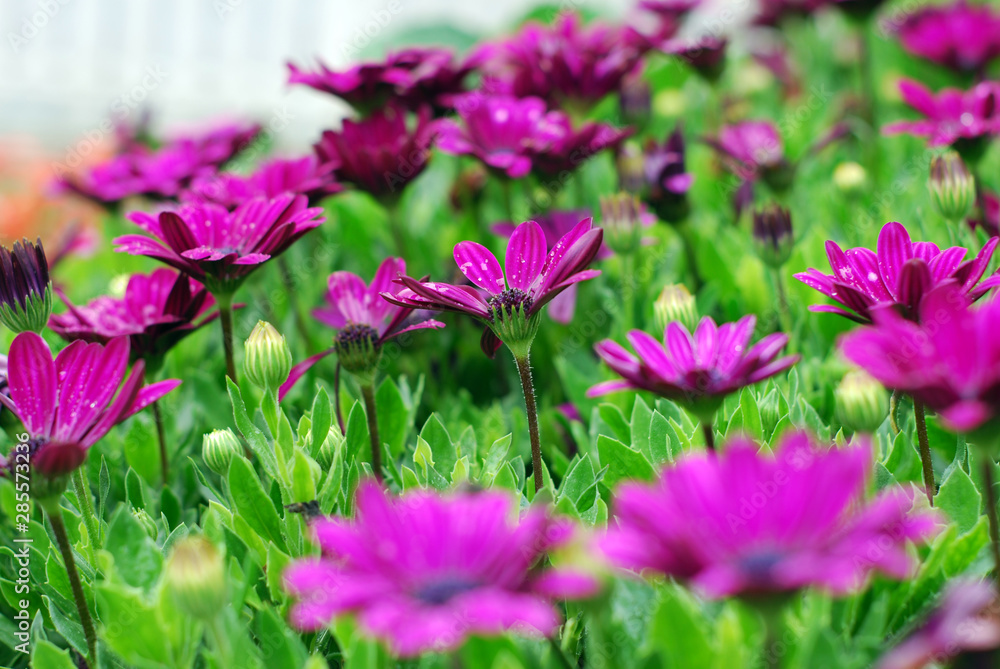 Violet Cosmos flowers in field.