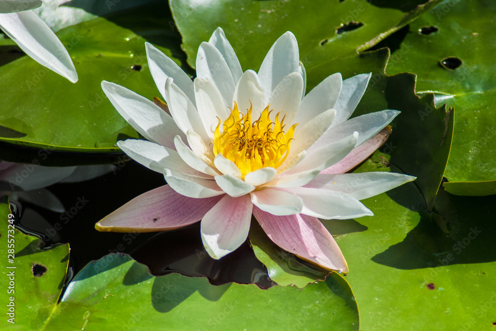 White water lilies. Harmony and relaxation. White water lilies. Harmony and relaxation.