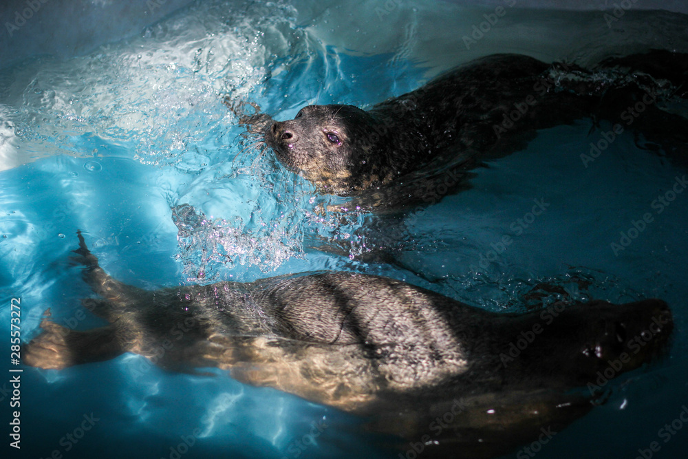 Obraz premium Ringed seal