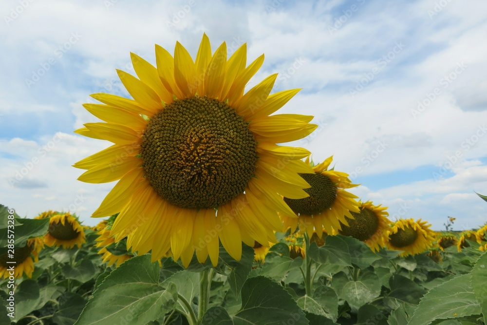 Sunflowers in the field on blue sky background, europe Sunflowers in the field on blue sky background, europe