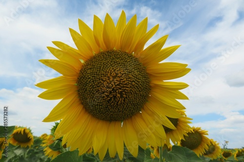 Sunflowers on the field against blue sky background  closeup