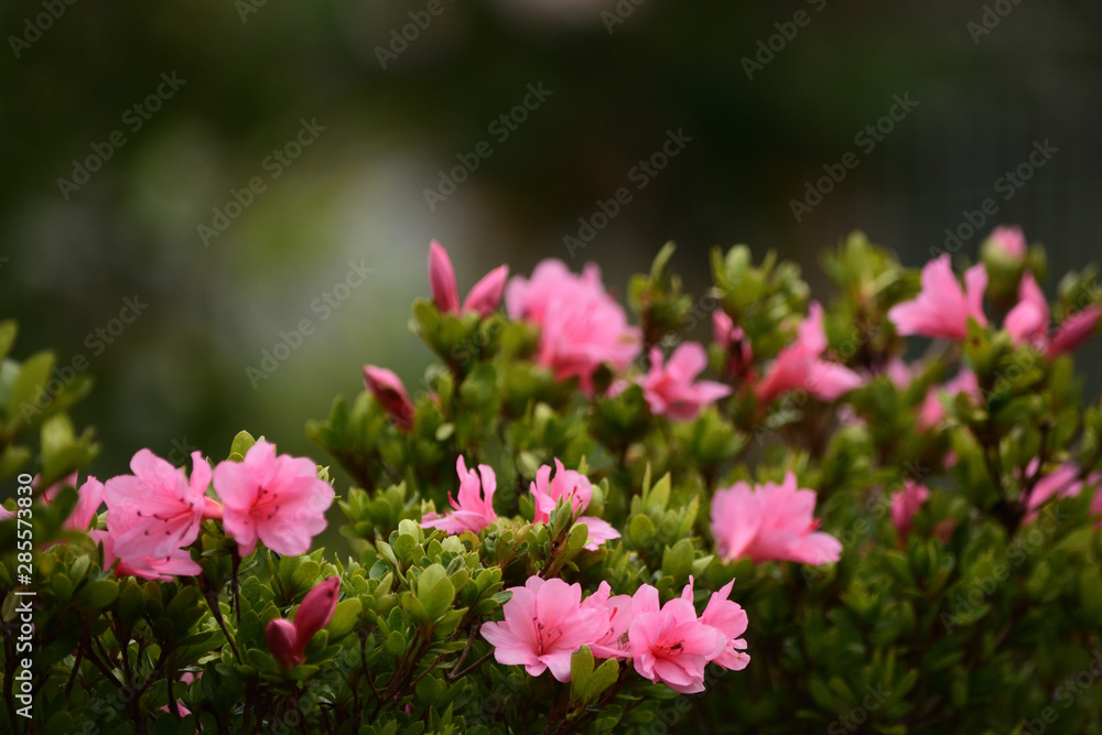 Flowers of Japanese azalea bloom in a garden. Flowers of Japanese azalea bloom in a garden.