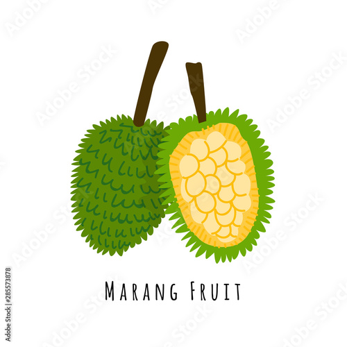 Bread fruit illustration