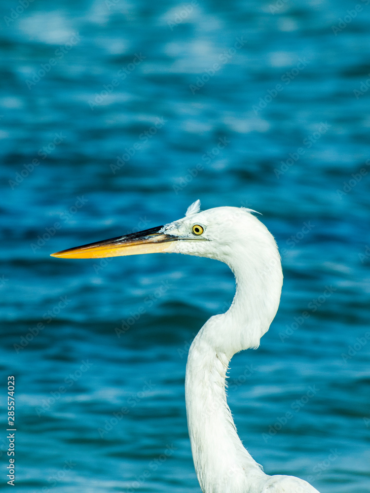 Little egret (Egretta garzetta), single bird standing in water garza los roques venezuela Little egret (Egretta garzetta), single bird standing in water garza los roques venezuela