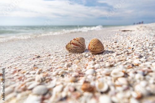 Fotografie, Obraz Seashells shelling activity on shell beach in Sanibel, Fort Myers , Southwest Florida coast, USA travel
