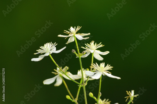 Wallpaper Mural 야생화. 들꽃.  Torontodigital.ca