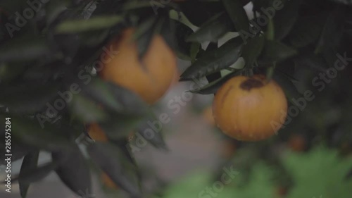 Orange tree on the reain photo