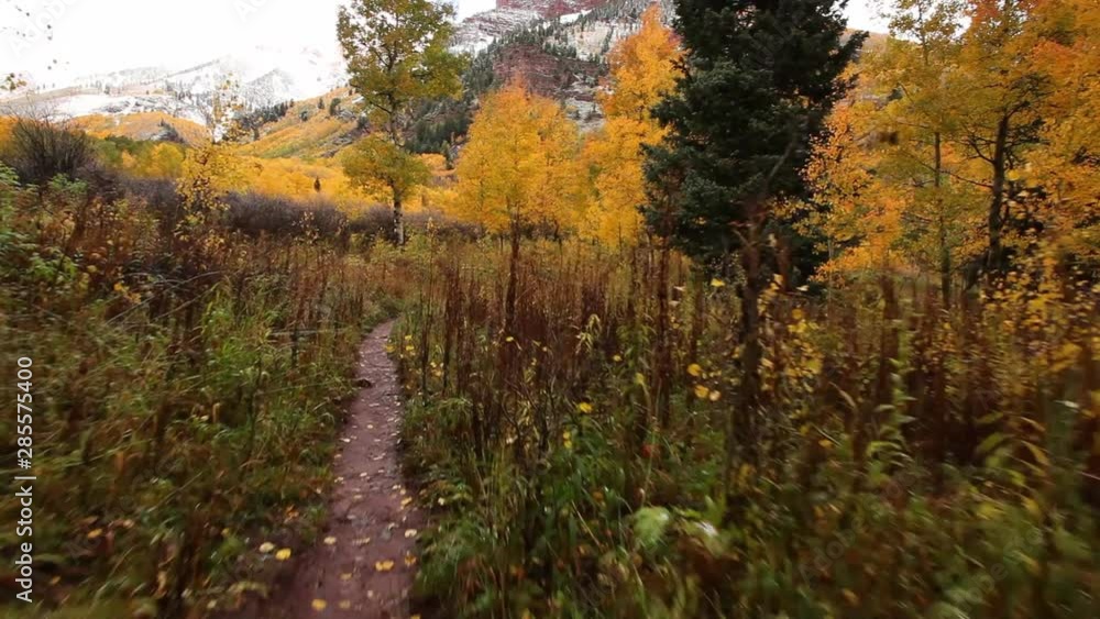 Steadicam shot walking through the forest and into a grove of bright yellow aspen trees during peak fall colors. Colorado autumn. Steadicam shot walking through the forest and into a grove of bright yellow aspen trees during peak fall colors. Colorado autumn.