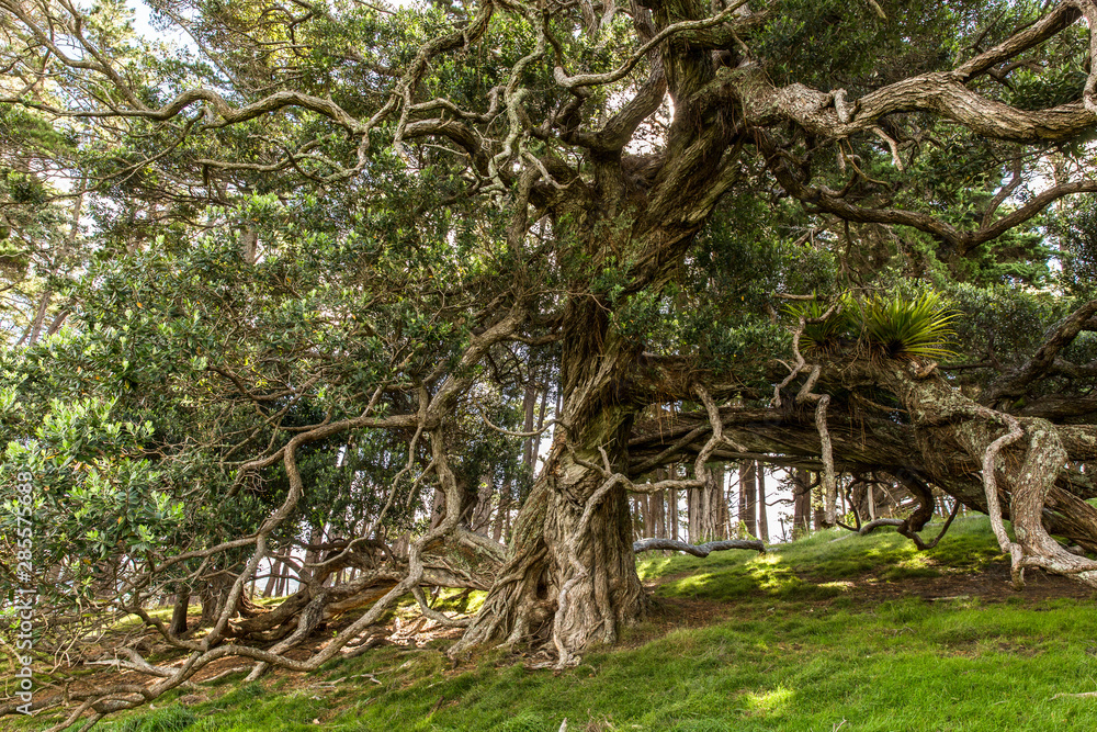 Wise tree Wise tree