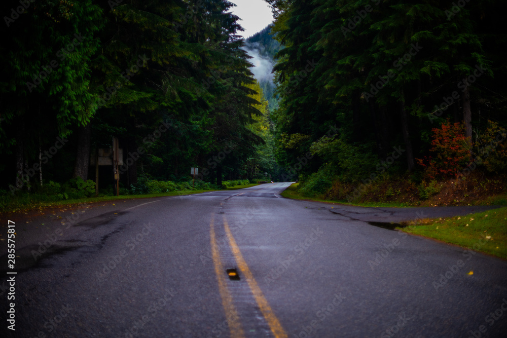 Obraz premium road in forest