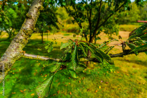leaves on branch © Roman