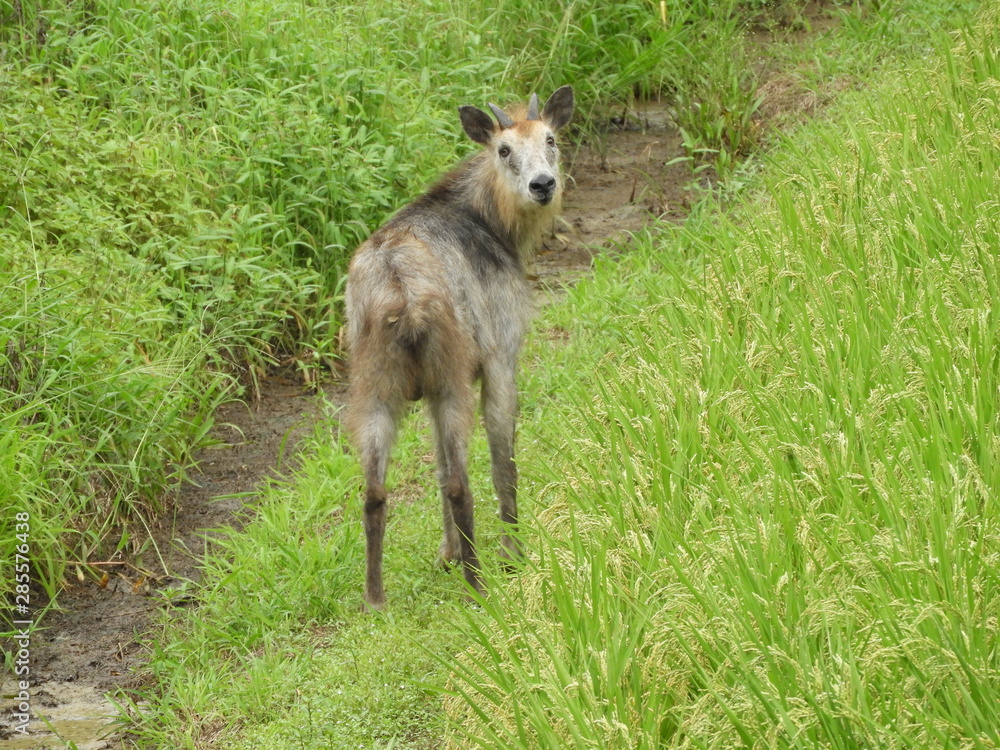 Fototapeta premium 二ホンカモシカ