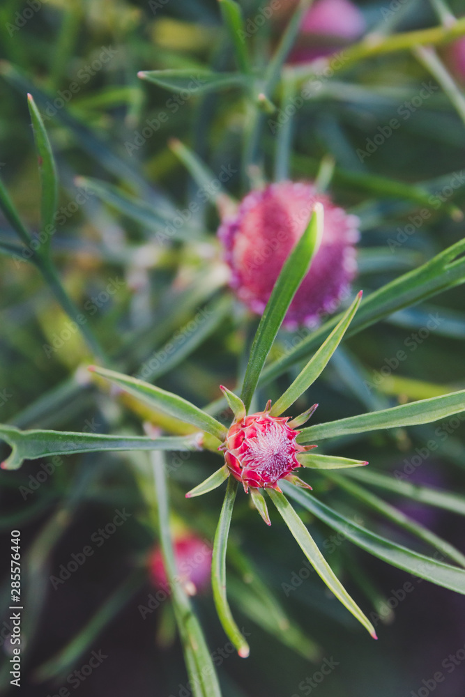 Obraz premium native Australian bush plant isopogon candy cone with pink flowers