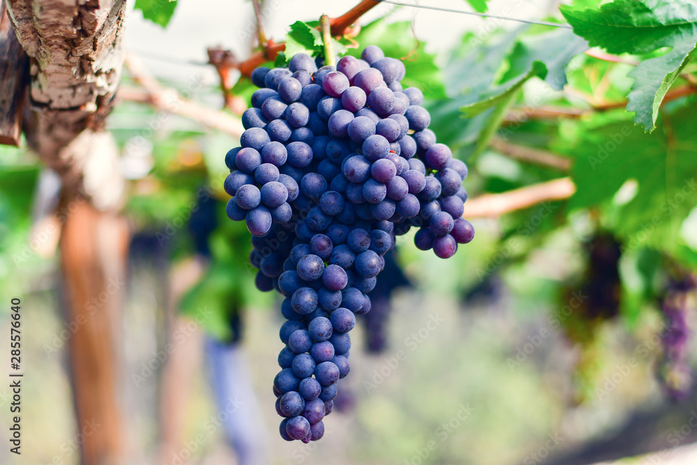 Close-up of bunches of ripe red wine grapes on vine