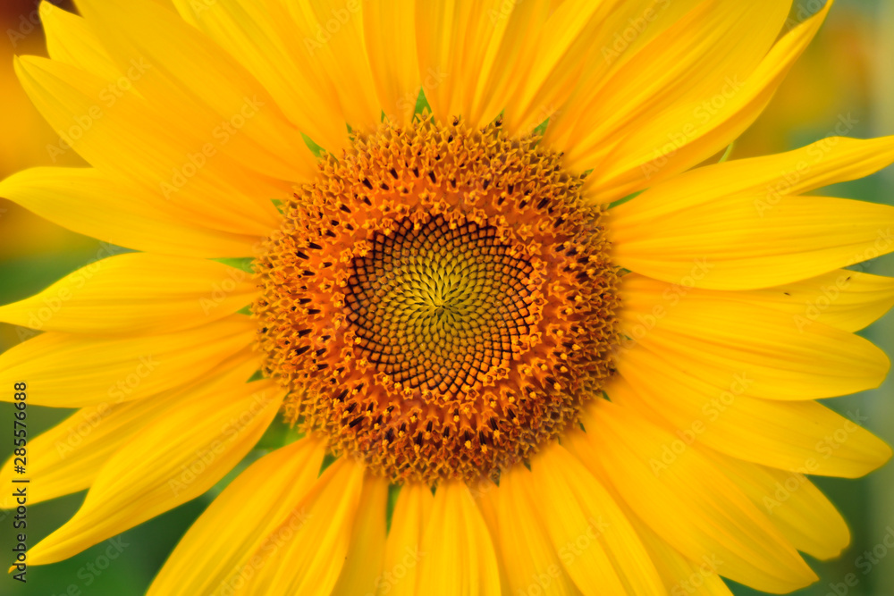 Sunflower field. Summer background, bright yellow sunflower Sunflower field. Summer background, bright yellow sunflower