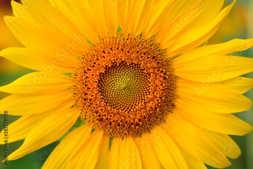 Sunflower field. Summer background  bright yellow sunflower