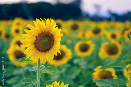 Sunflower field. Summer background, bright yellow sunflower