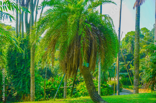 Green beautiful palm tree with forest as background in tropical country in indonesia