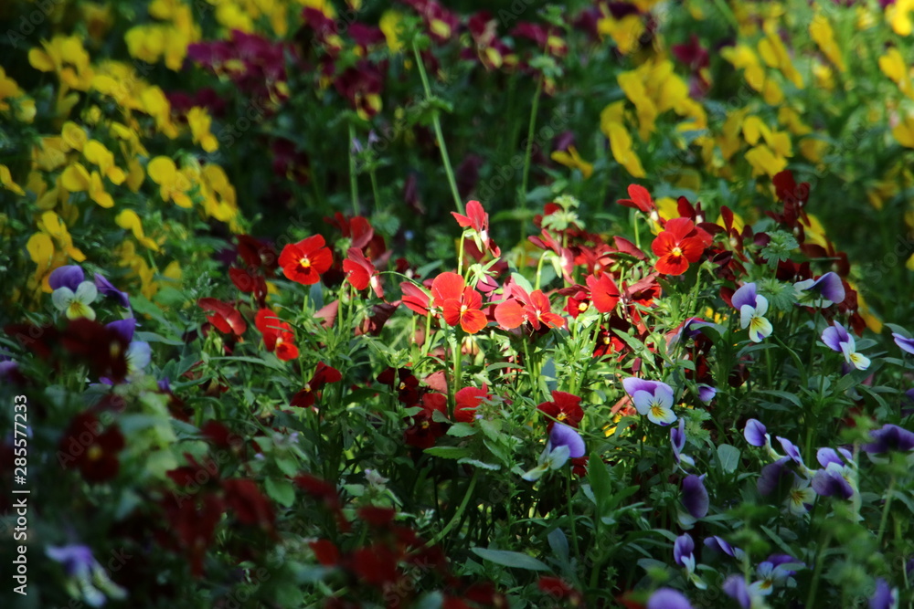 色とりどりのパンジーの花