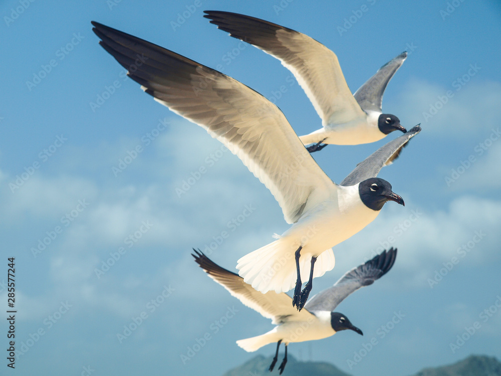 Seabirds full Animal Themes Flying Laughing Gull (Larus atricilla) South America archipiélago Los Roques Venezuela´ Seabirds full Animal Themes Flying Laughing Gull (Larus atricilla) South America archipiélago Los Roques Venezuela´