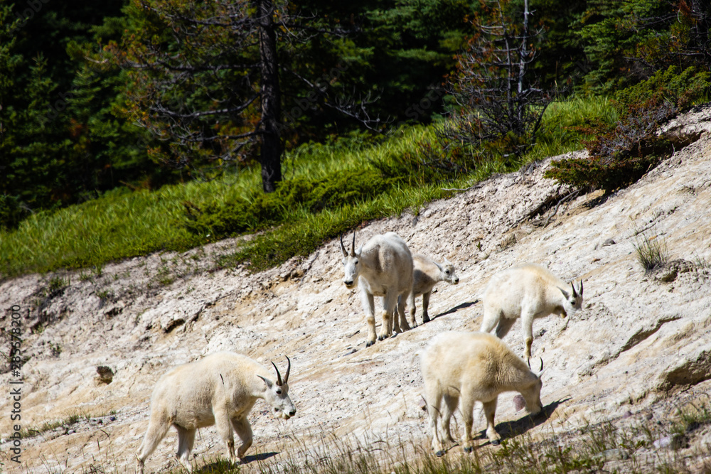A family of mountain goats ( Oreamnos americanus)