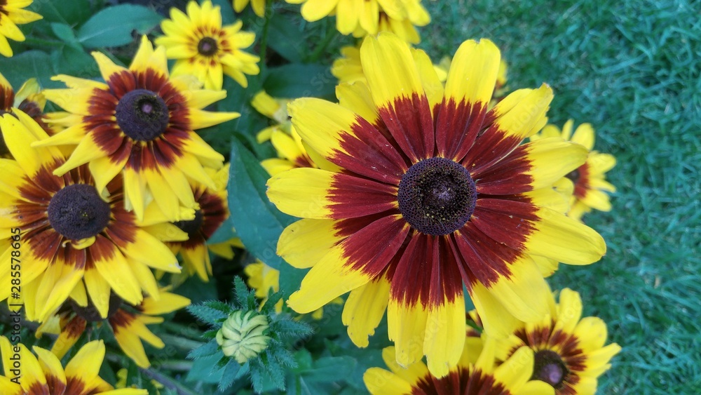 Obraz premium Golden Tickseed Coreopsis Tinctoria Flowers