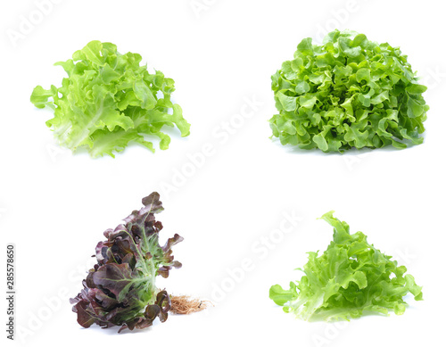 Green oak lettuce on white background (set mix collection)