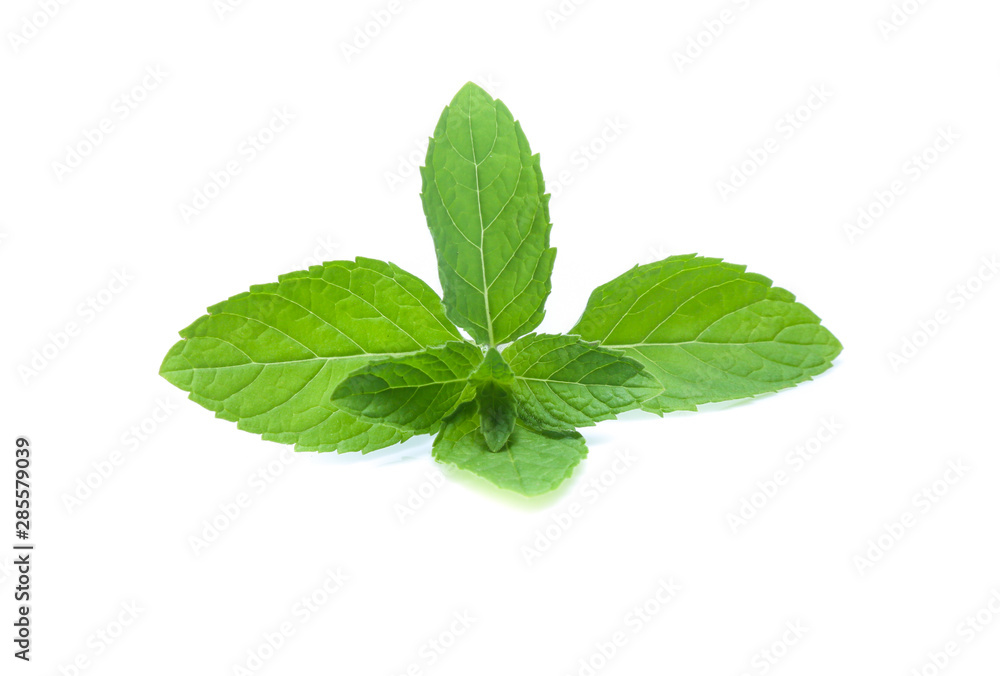 mint leaves isolated isolated on white mint leaves isolated isolated on white