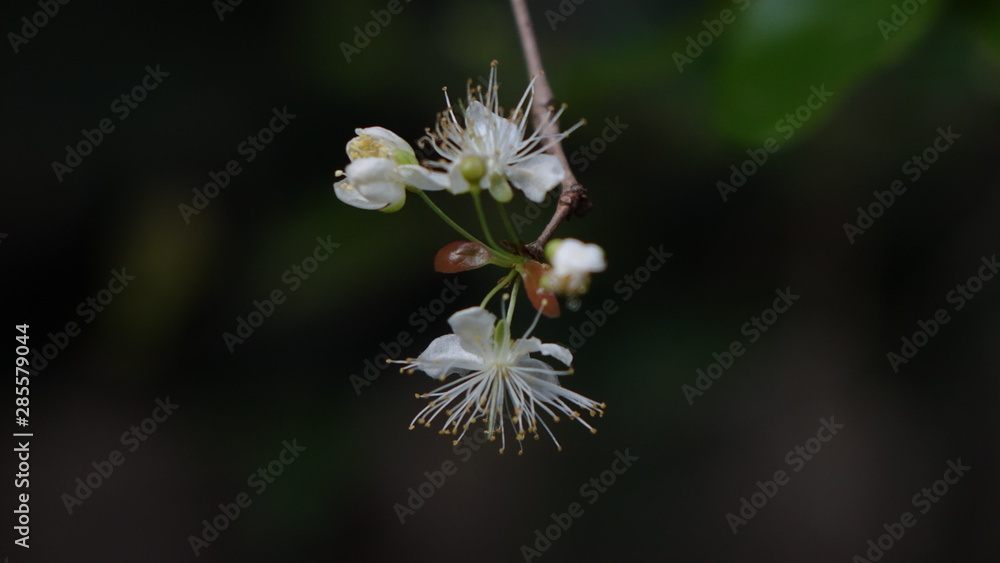 flor da pitanga