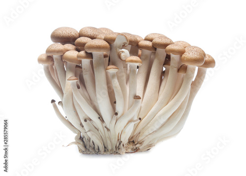 brown beech mushroom or Shimeji mushroom on white background
