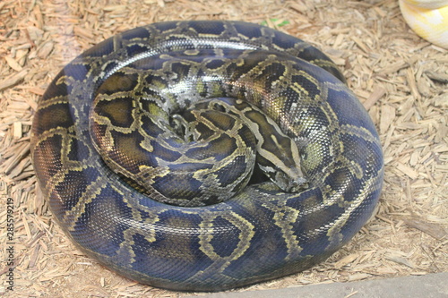 Python Snake coiled up