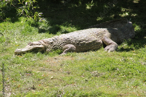 Crocodile on grass