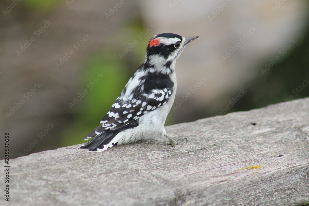 Obraz premium Downy Woodpecker, Picoides Pubescens o a wooden Rail