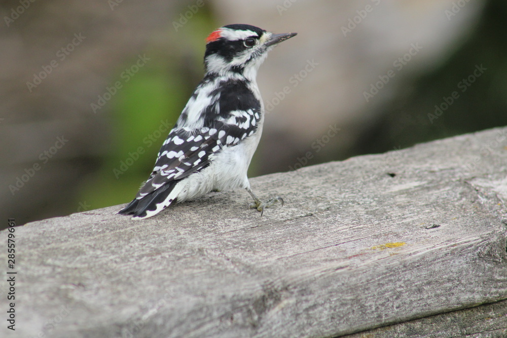 Obraz premium Downy Woodpecker, Picoides Pubescens on a wooden rail