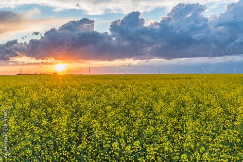 Sunset over a canola field on the prairies in Saskatchewan  Canada