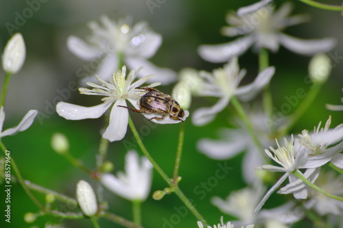 Wallpaper Mural 곤충. 꽃. 봄. 생태. Torontodigital.ca