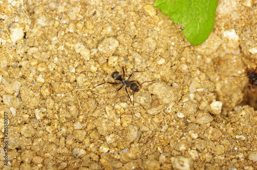 Wallpaper Mural 개미 개미집. 곤충. 일꾼. 비지니스. Torontodigital.ca